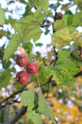 Crataegus pinnatifida - hloh peřenoklaný - plod